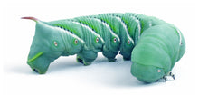 Load image into Gallery viewer, Hornworms 25+ count - Cupped