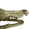 Load image into Gallery viewer, Komodo Alligator Skull
