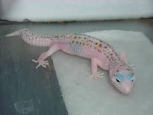 Load image into Gallery viewer, Leopard Gecko
