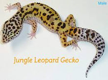 Load image into Gallery viewer, Leopard Gecko
