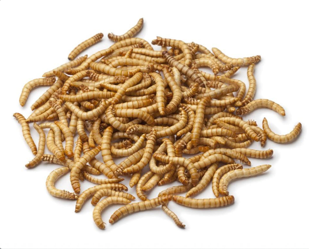 Mealworms